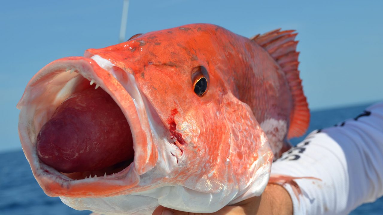 Red snapper with barotrauma symptom - stomach protruding from mouth