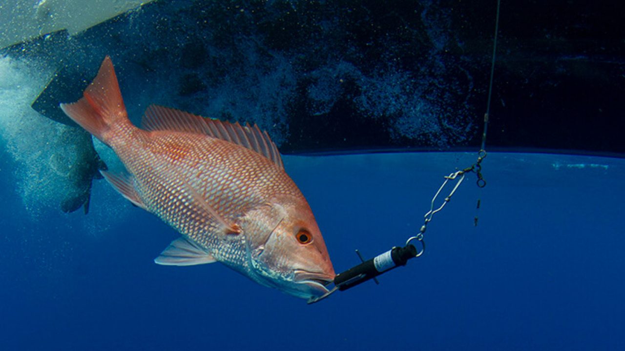 Gulf Reef Fish Anglers: Sign up for Program, Free Descender Kit