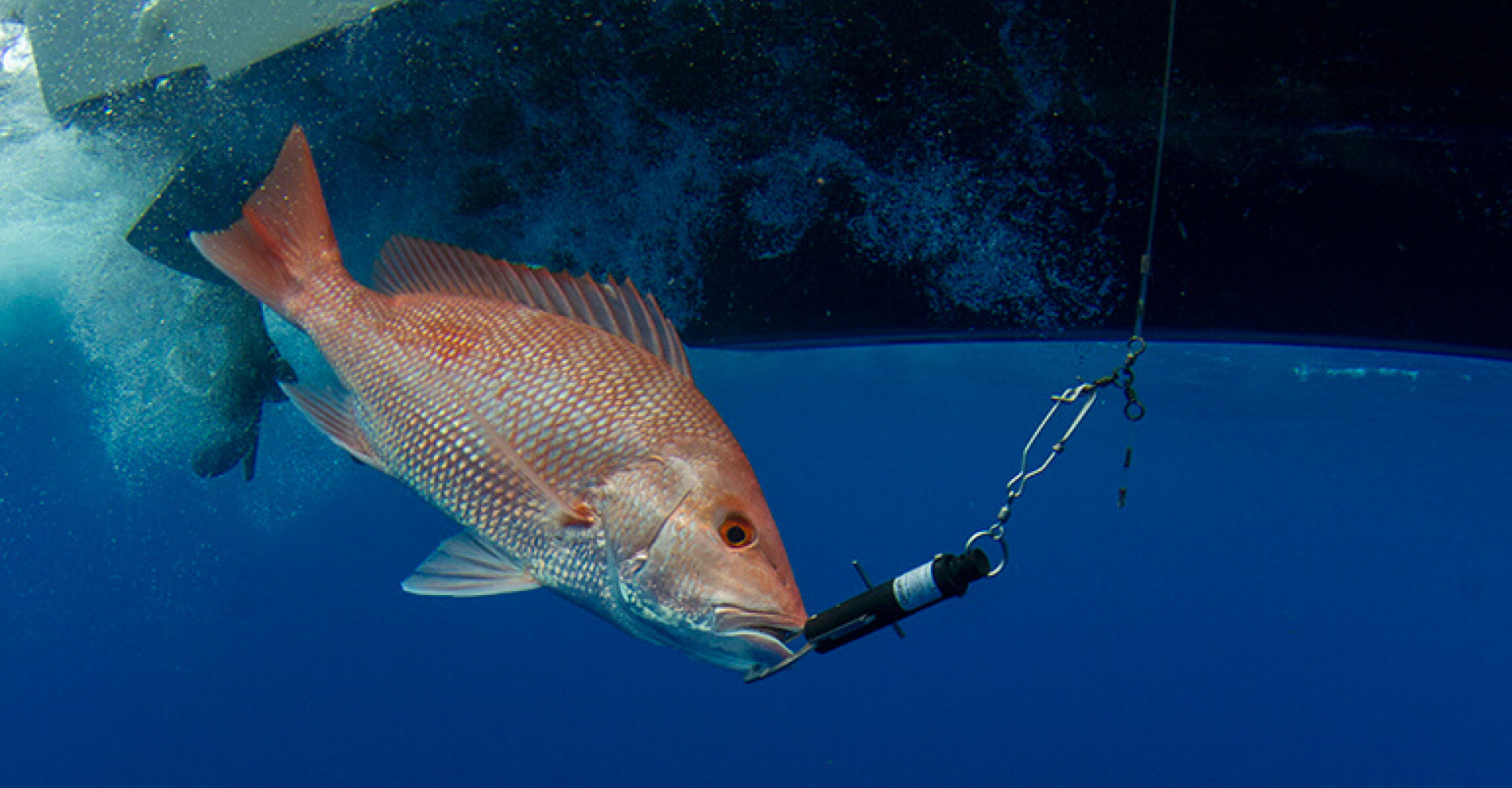 Gulf Reef Fish Anglers: Sign up for Program, Free Descender Kit