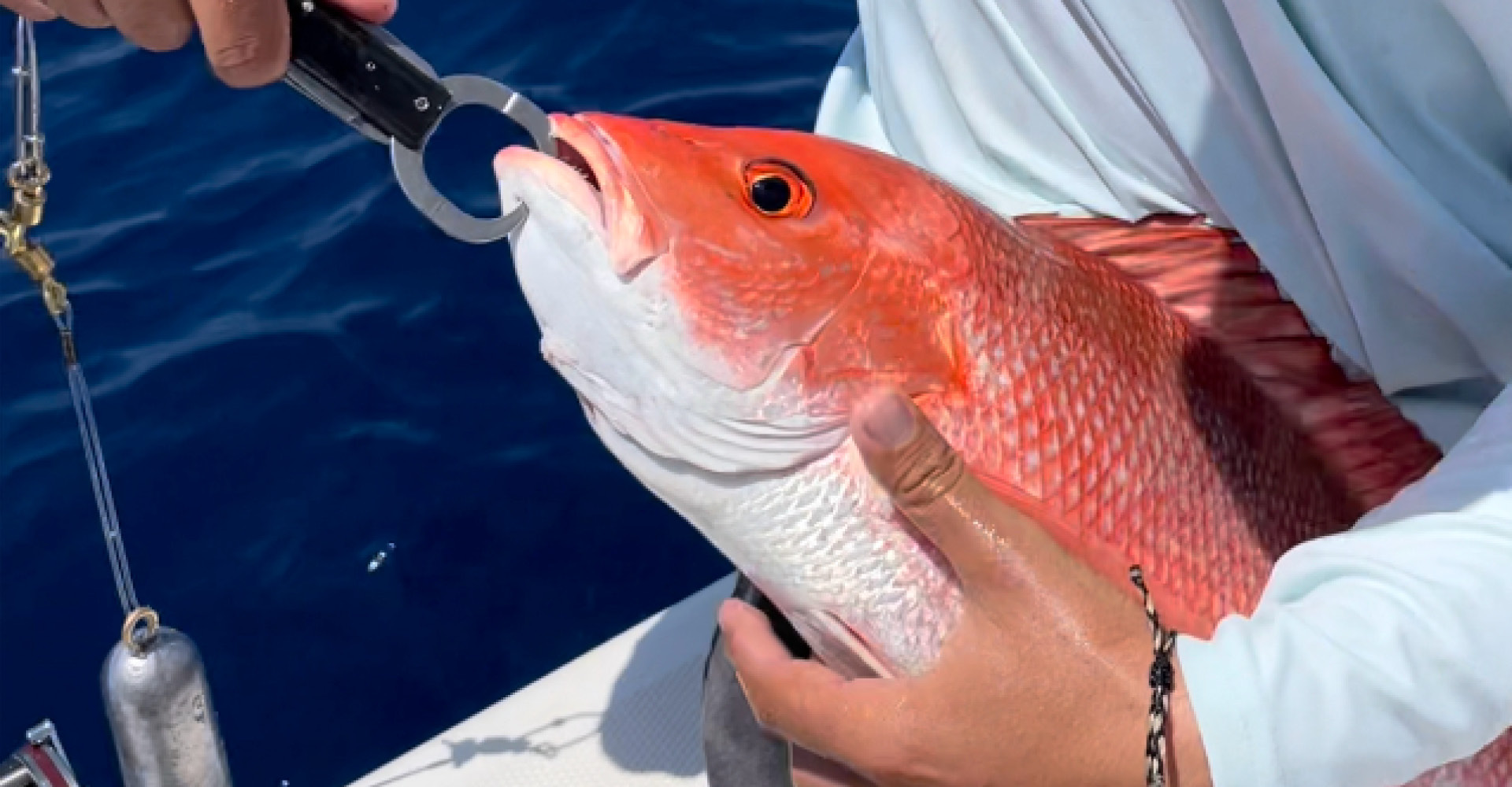 SeaQualizer descending device being used on red snapper