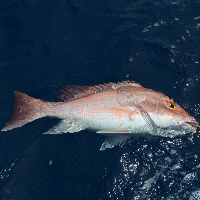 Fish floating on surface - barotrauma symptom