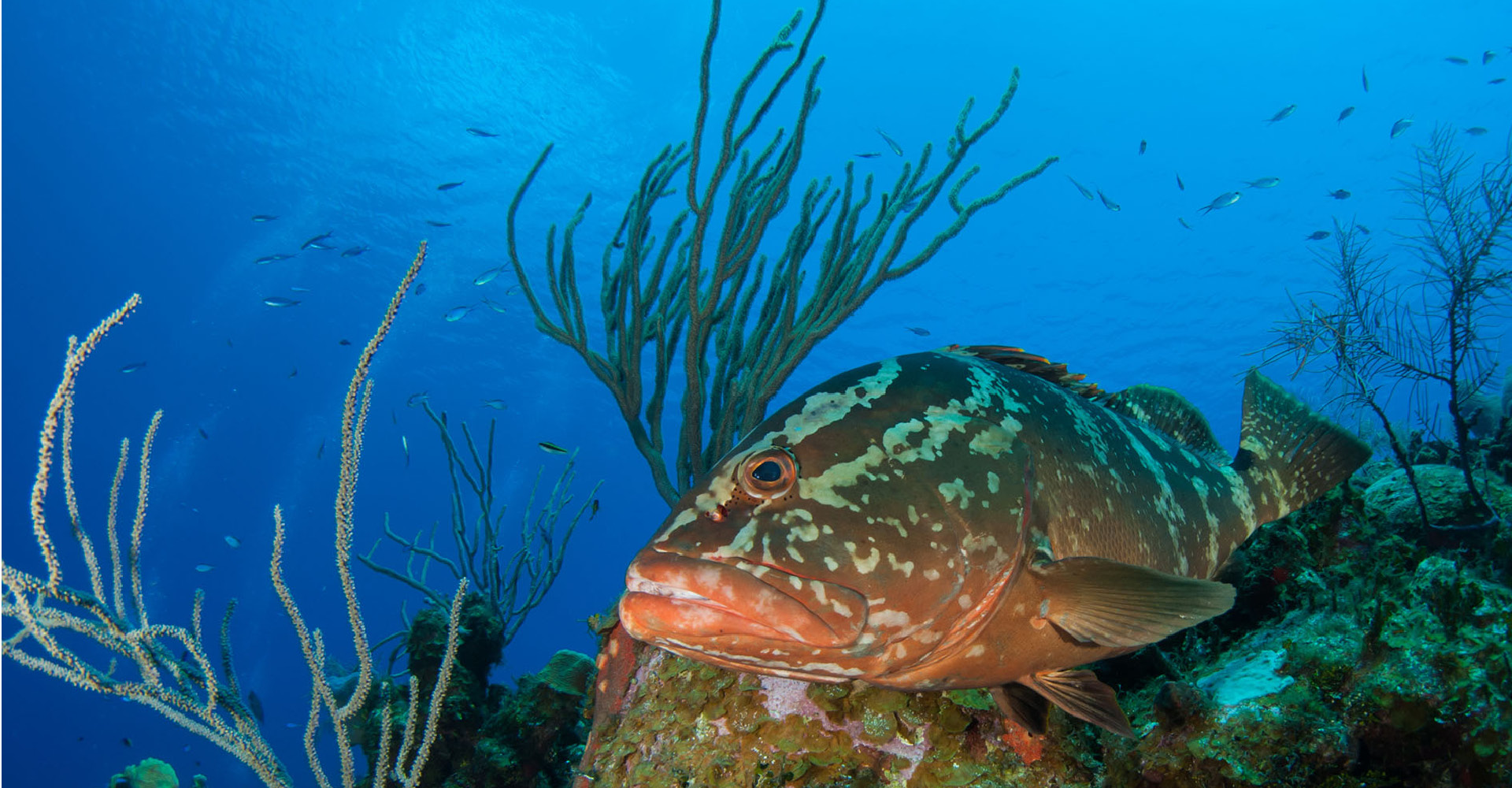 Gulf Reef Fish