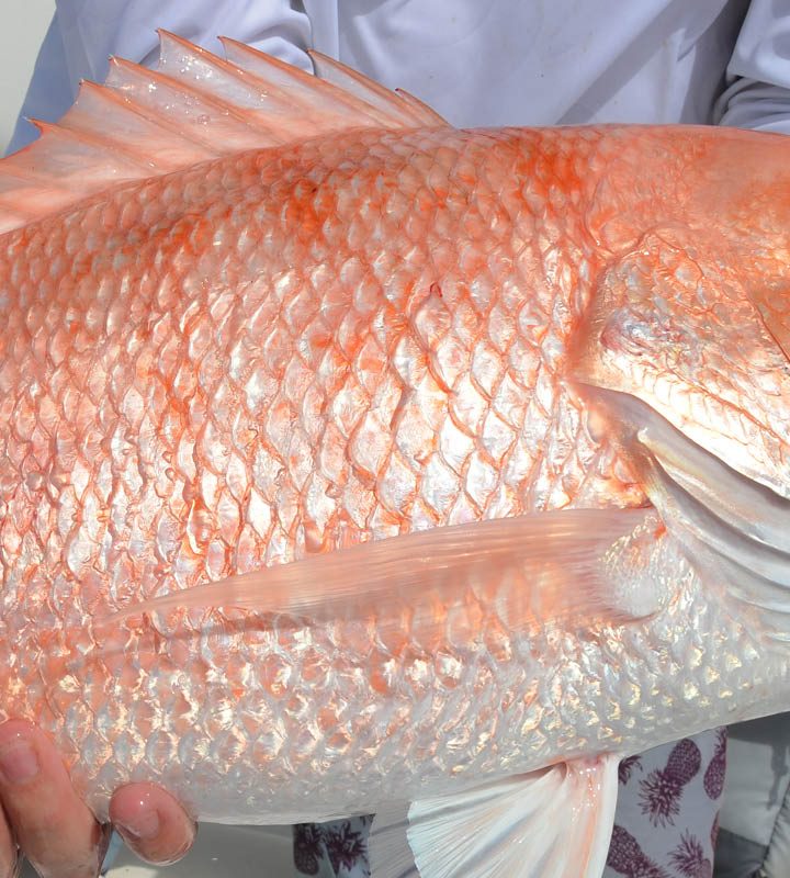 Photo of a red snapper with bubbling scales, a sign of barotrauma
