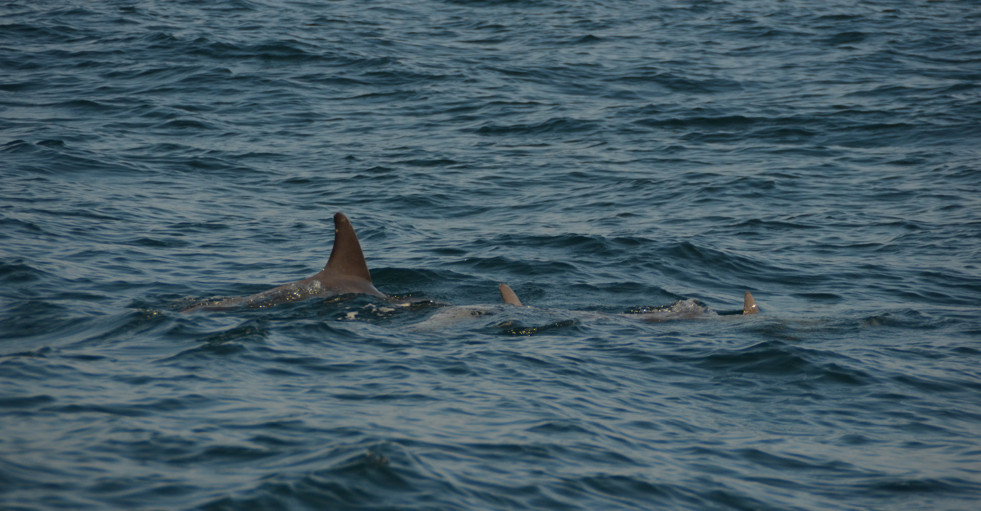 Dolphin fins appearing on the waters surface