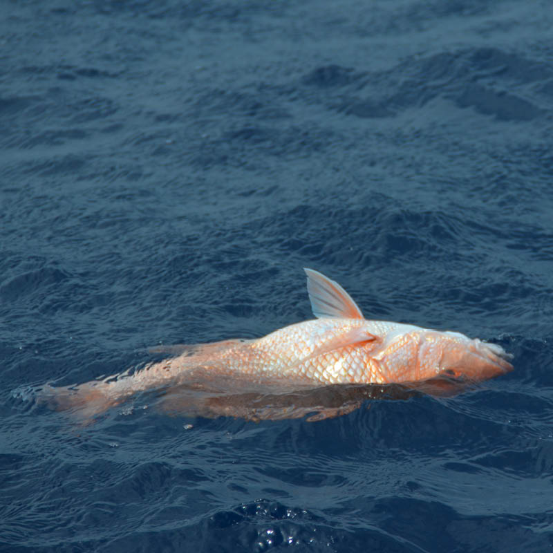 A photo of a red snapper floating on the surface of the ocean unable to get back down to the reef without help