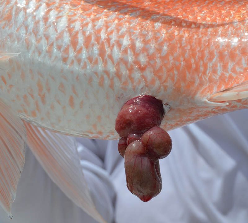 Photo of a red snapper with its intestines protruding from its anus, one of the signs of barotrauma