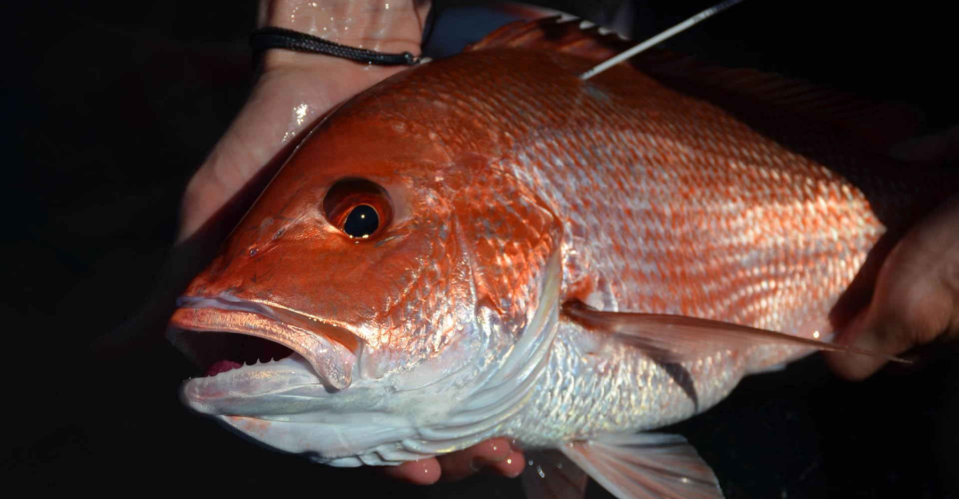 A photo of a person holding a tagged red snapper