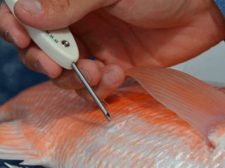 Photo of a venting tool about to be inserted behind the pectoral fin of a red snapper