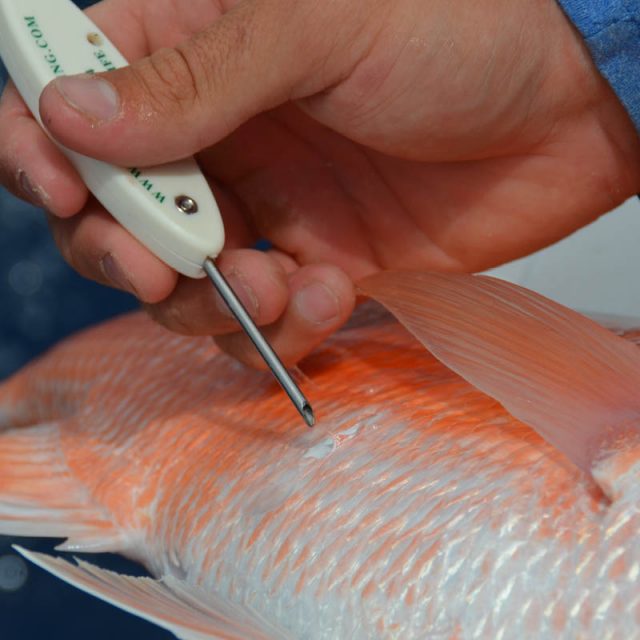 Photo of a venting tool about to be inserted behind the pectoral fin of a red snapper