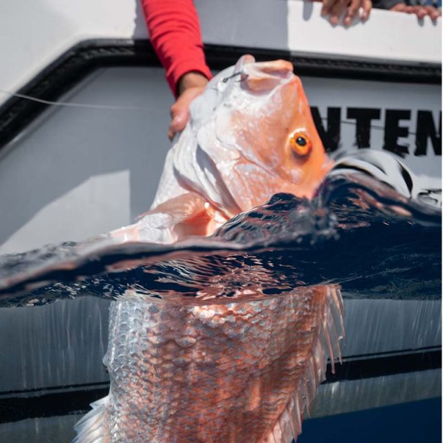 Red snapper being pulled onto boat showing signs of barotrauma including bubbling scales