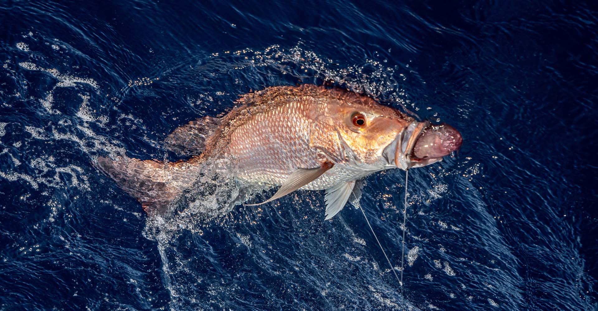 Red snapper at the surface of the water with signs of barotrauma including stomach protruding from its mouth