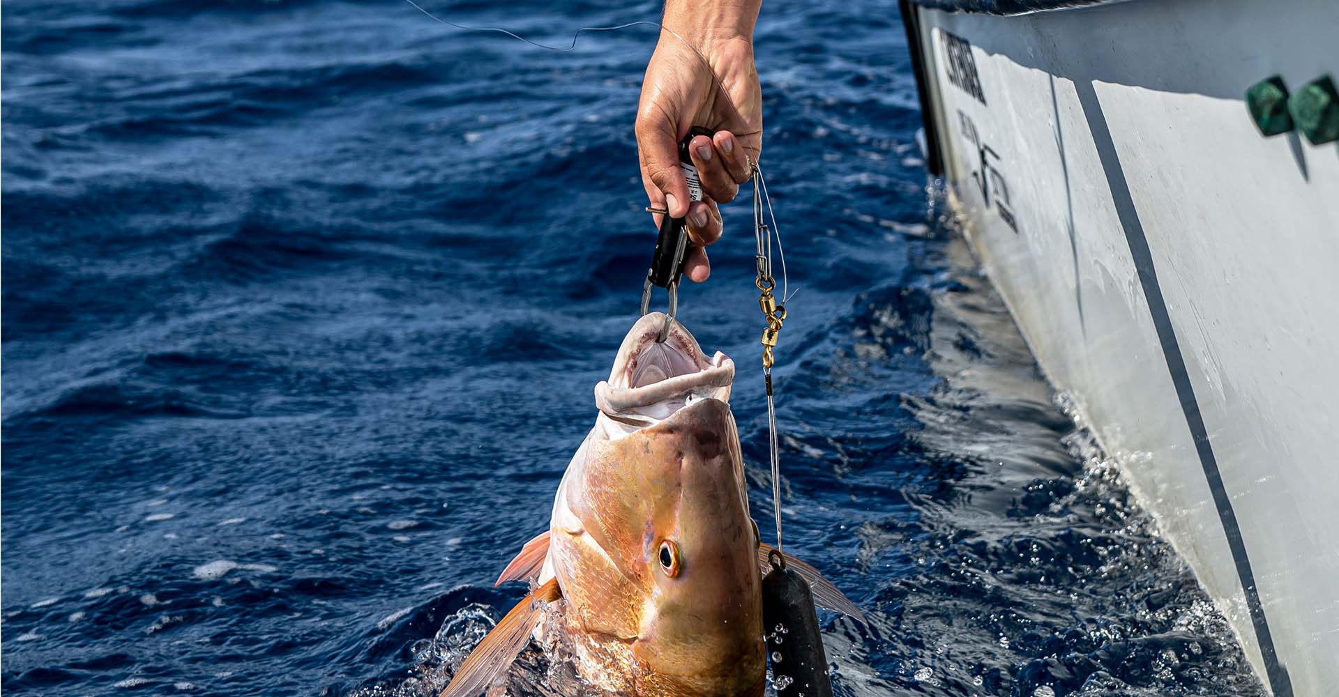 Photo of a person lowering a fish into the water with a fish descending device