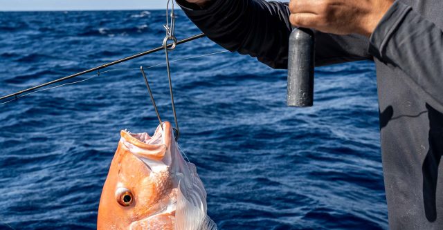 Releasing Reef Fish 101 - Return 'Em Right