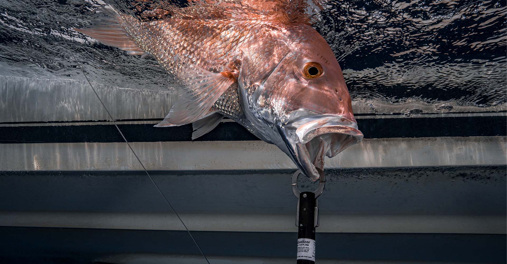 Snapper on the surface of the ocean being lowered down with a descending device connected to its lower lip