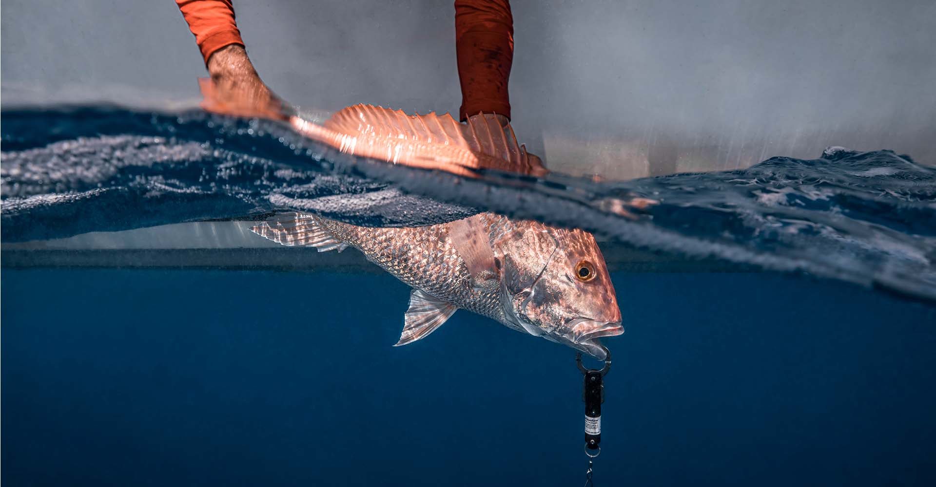 Photo of a person holding a red snapper at the water's surface that's being lowered by a descending device