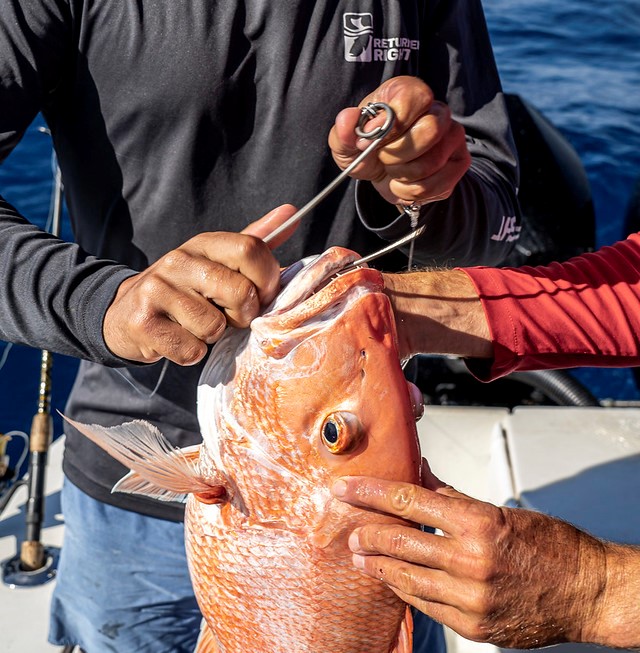 When releasing reef fish, using the right tool with the right technique  makes a difference