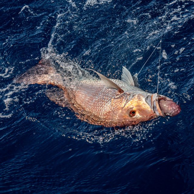 Return 'Em Right to Tackle Barotrauma in Reef Fish - Return 'Em Right