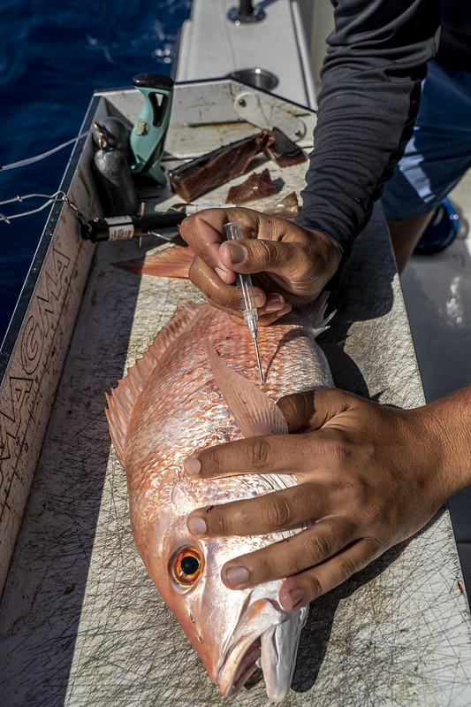 Red Snapper Release  Releasing Red Snapper with Captain Roy's