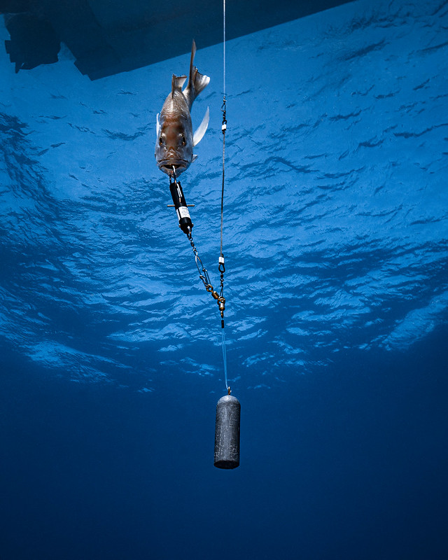 Descending devices allow fisherman to release deep sea fish unharmed, Reef  Builders