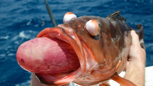 A red grouper being held that is showing signs of barotrauma including protruding stomach and bulging eyes