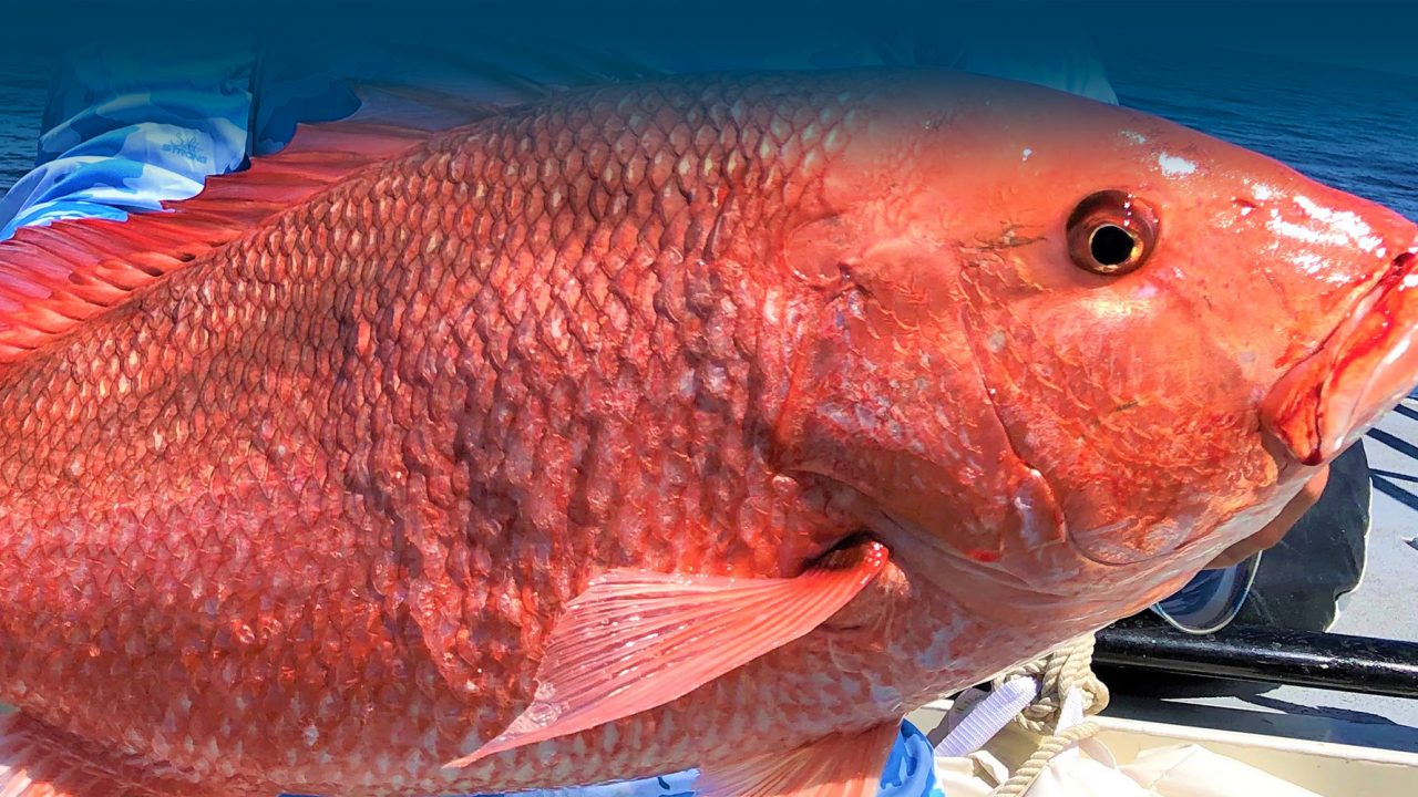Photo of a large red snapper
