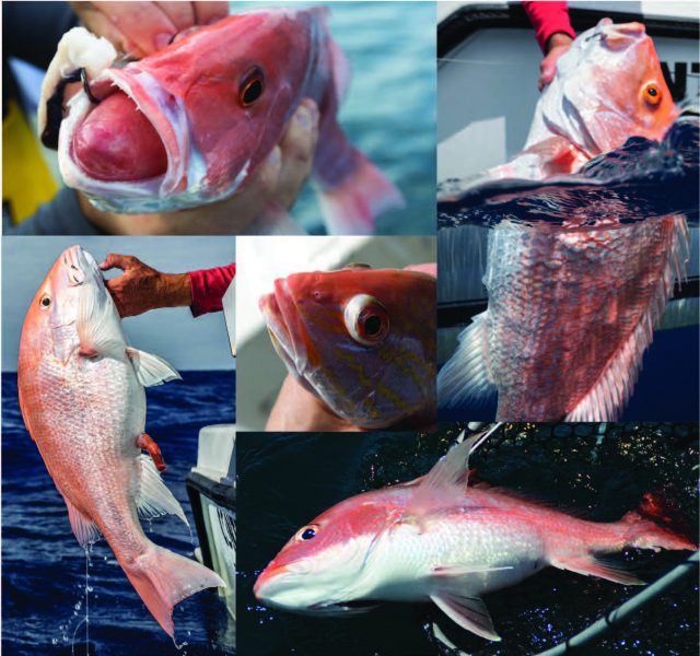 Get into descending devices Reef fish like snapper and grouper that are  caught in deeper waters are vulnerable to barotrauma, a buildup o