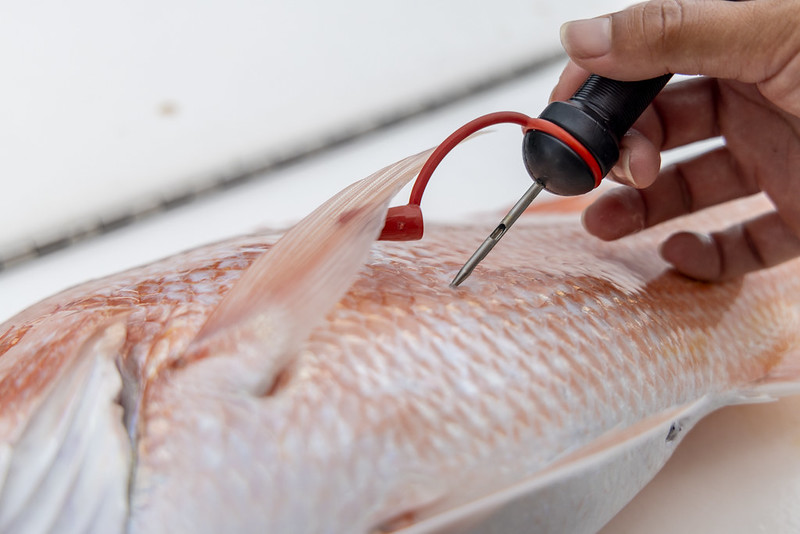 Venting crucial to fish with barotrauma