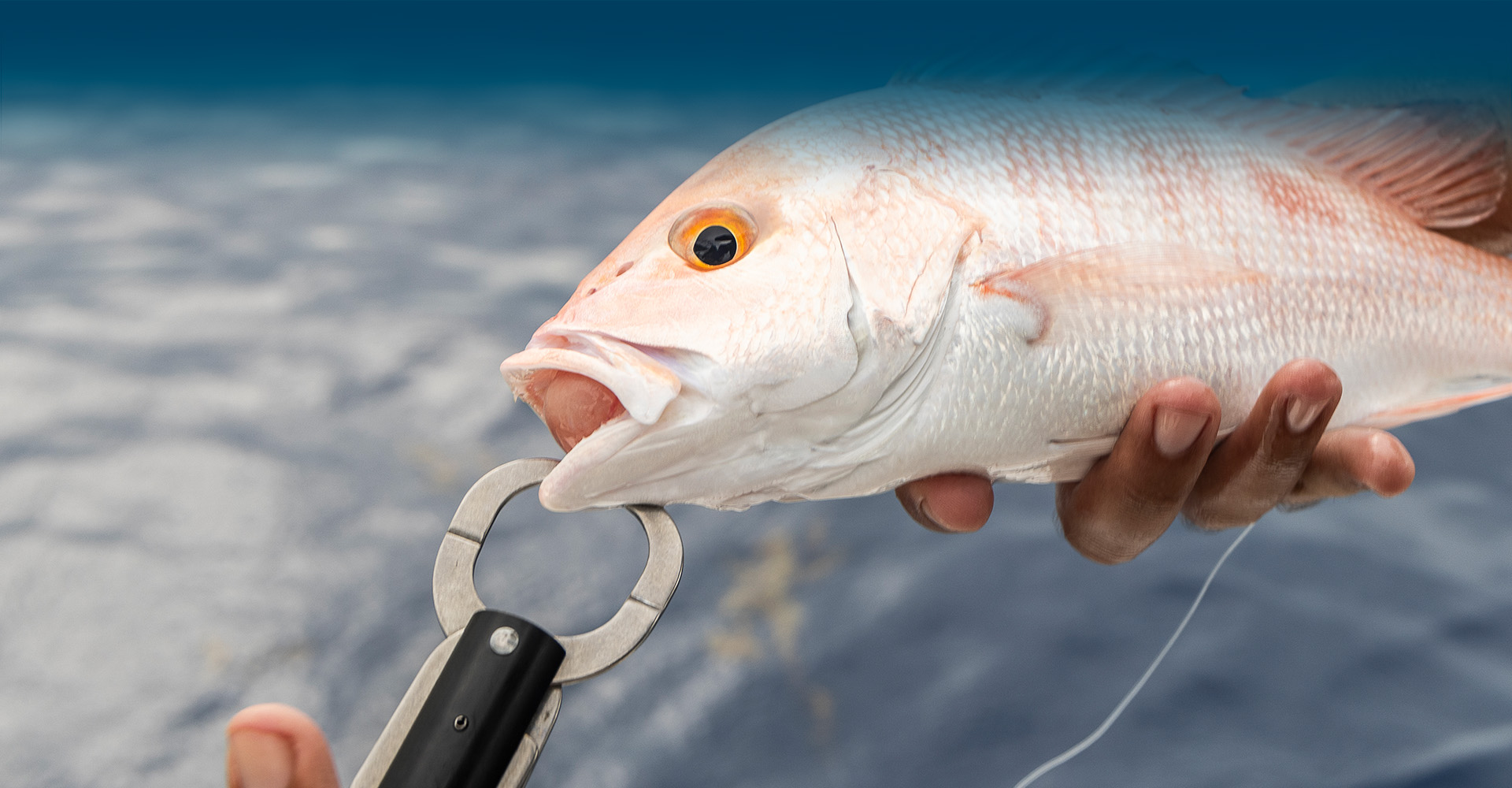 Red Snapper connected to fish descending device
