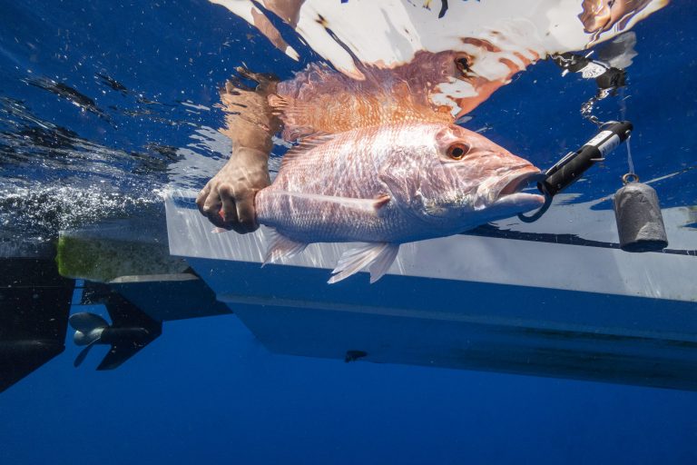 53053377344_b0790982c8_k A fish underwater with a descending device attached to its jaw.
