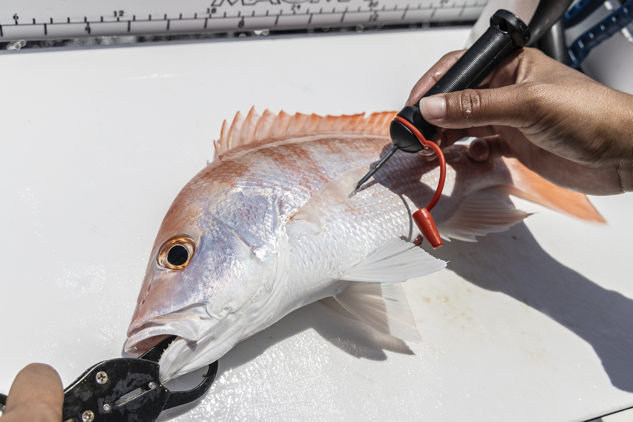 A fish being vented.