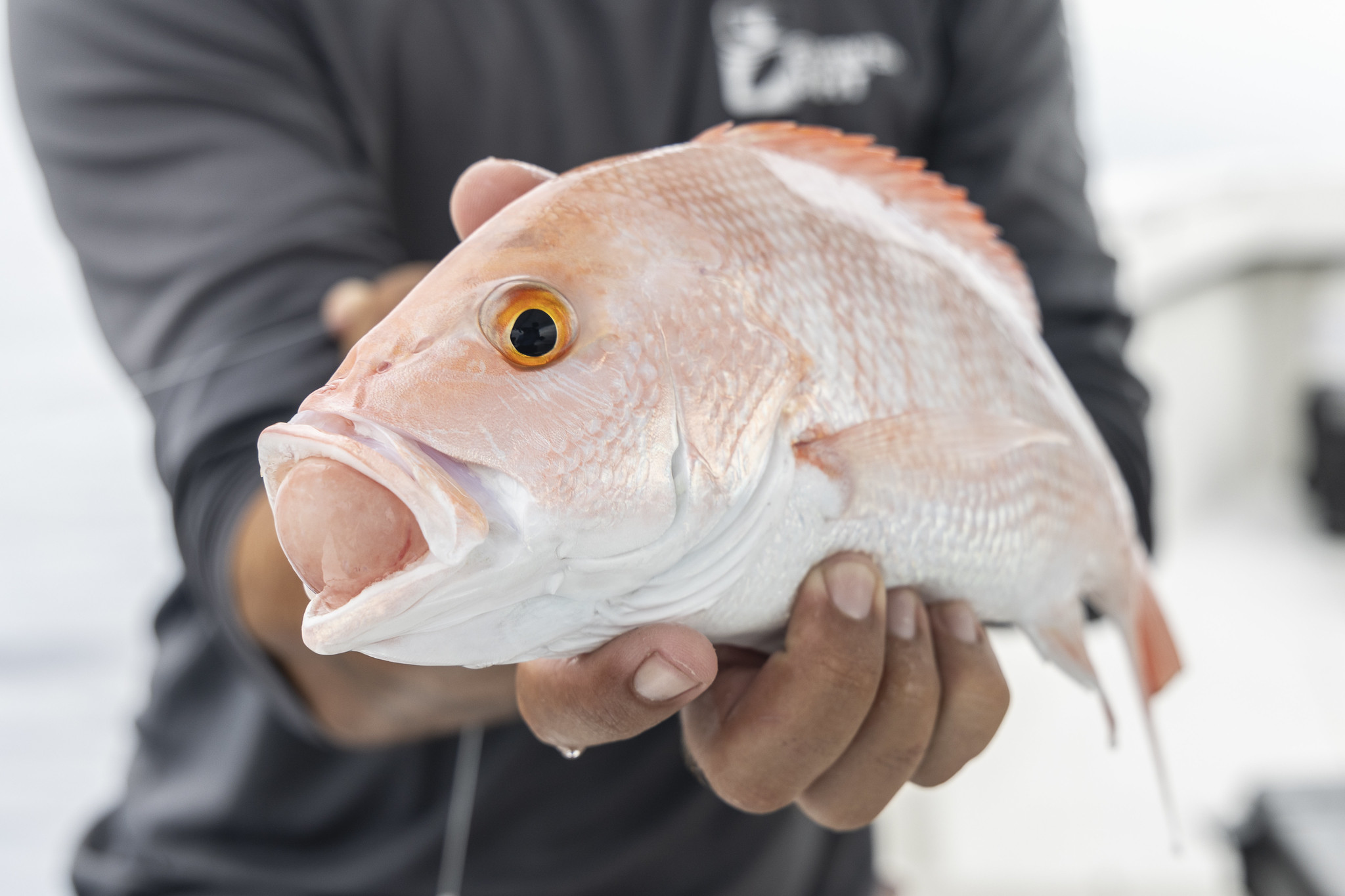 Photo of a person holding a Red snapper suffering from stomach eversion, a symptom of barotrauma.