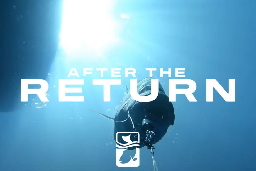After the Return: Tales of Survival – A Deeper Dive into Reef Fish Survival
