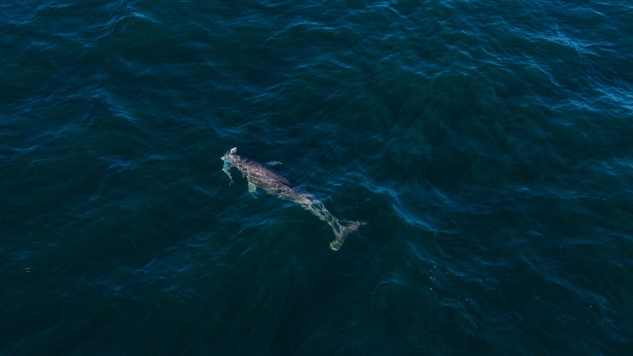Depredation and Descending: Protecting Your Catch and Boosting Survival Rates