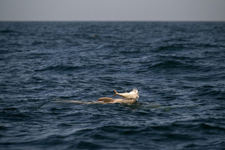 Dolphin AJ Depredation A dolphin playing with an amberjack after it was released.