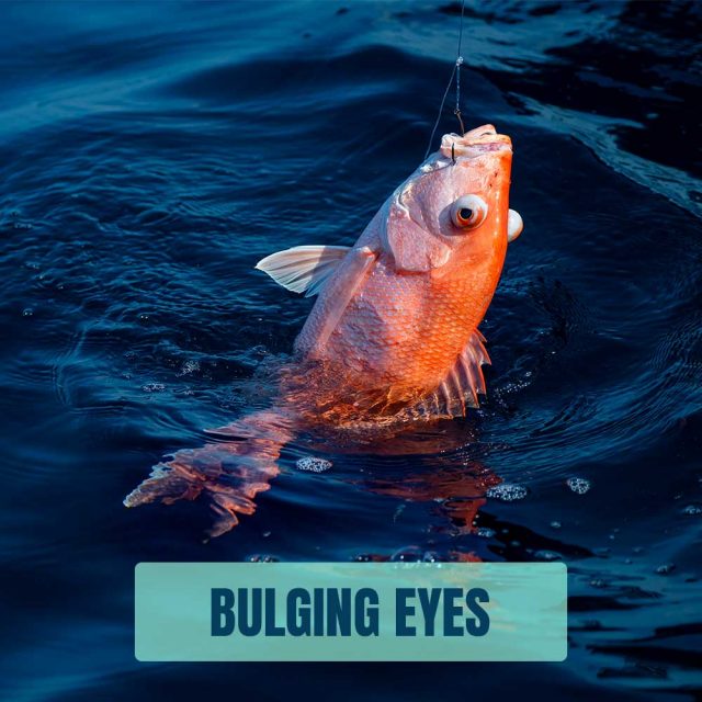 bulging-eyes