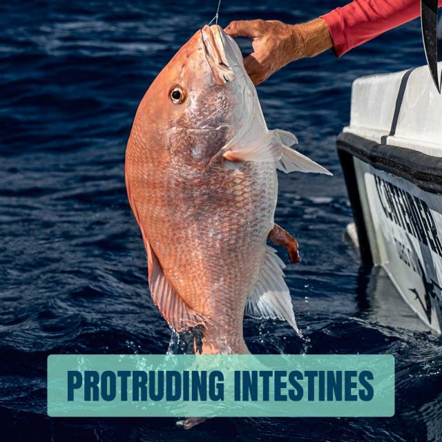 protruding-intestines