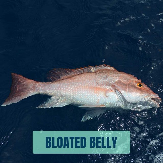 Bloated-belly
