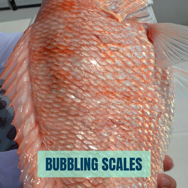 Bubbling-scales