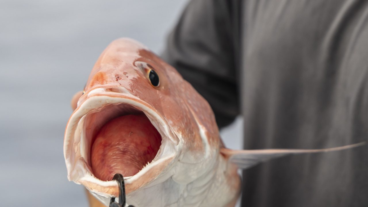 Fact or Fiction: Myths About Barotrauma and Best Release Practices