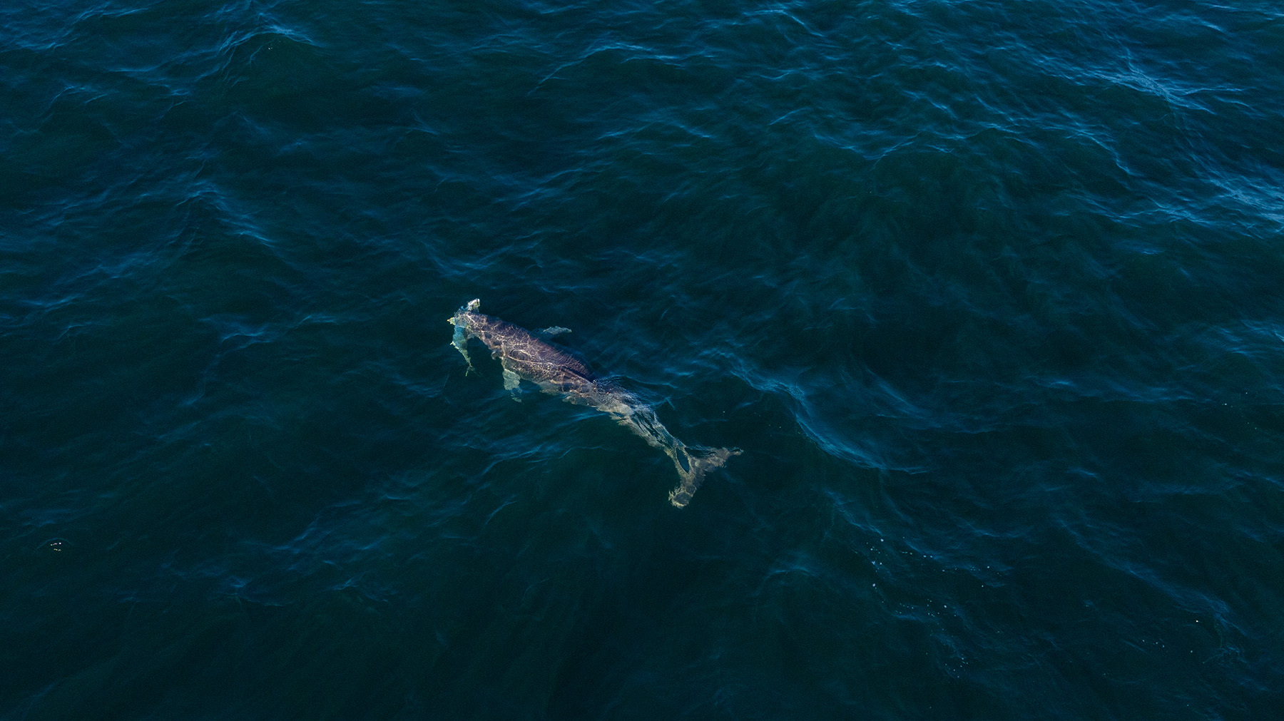 Drone shot of a dolphin eating a fish suffering from barotrauma after release.