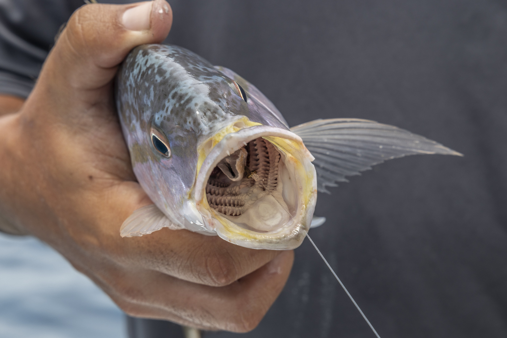 Photo of a yellowtail snapper with its mouth wide open, deep hooked.