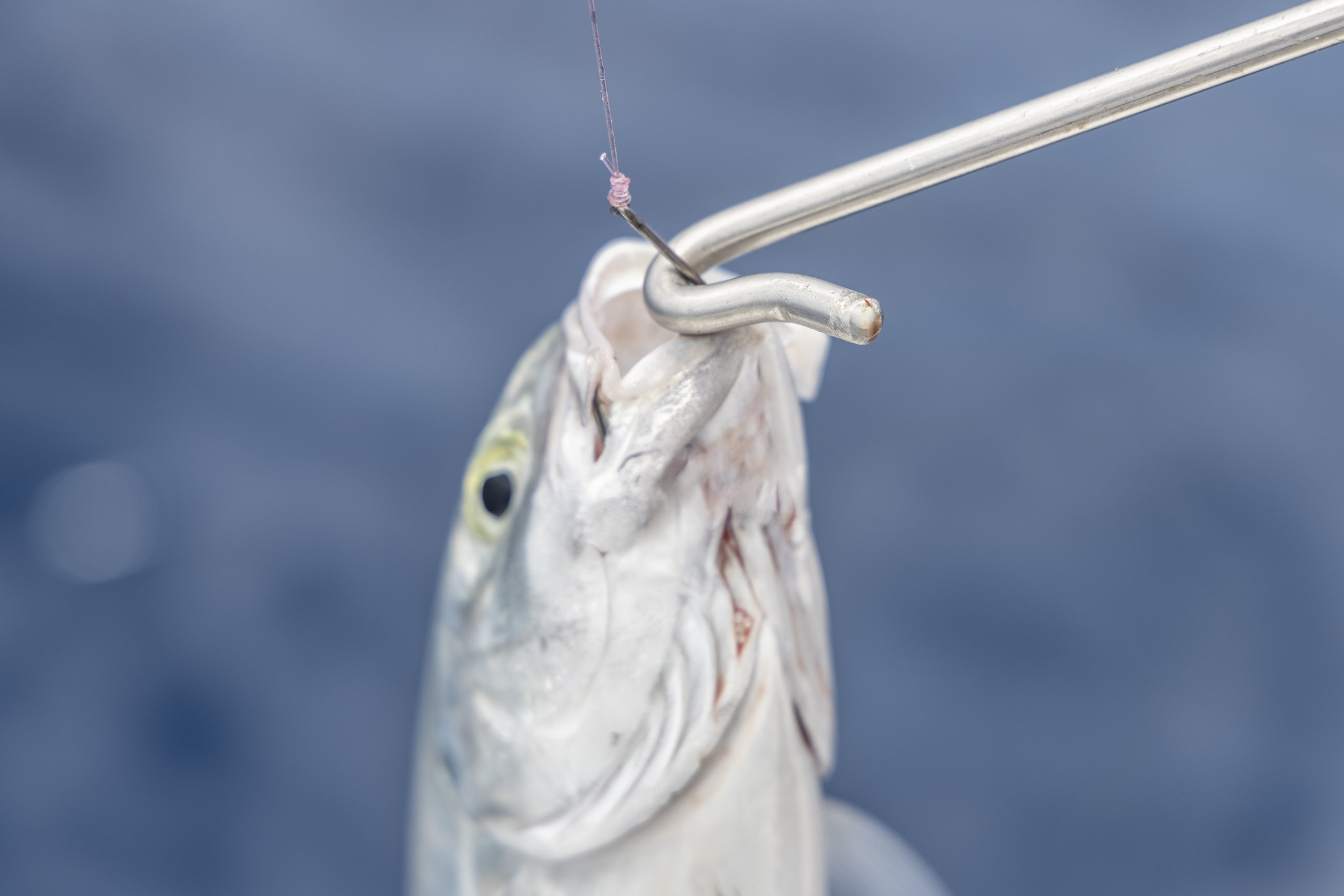 Photo of a blue runner with a hook being removed from its jaw with a dehooking tool.