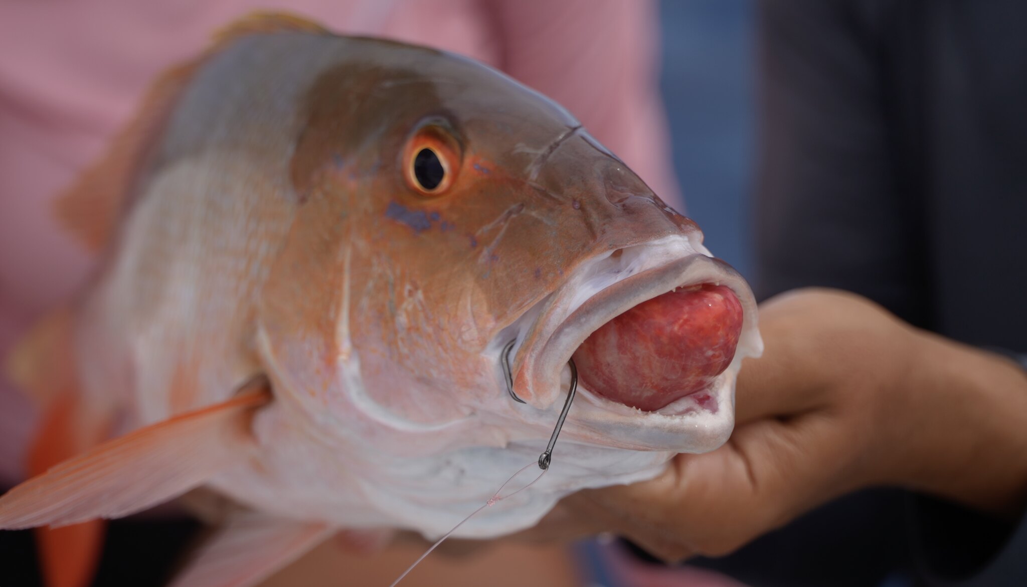 Photo of a snapper showing signs of barotrauma and jaw-hooked with a circle hook.