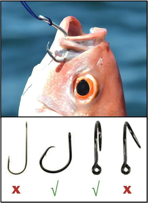 Fishing Comes Full Circle: The Benefits of Circle Hooks - Return 'Em ...