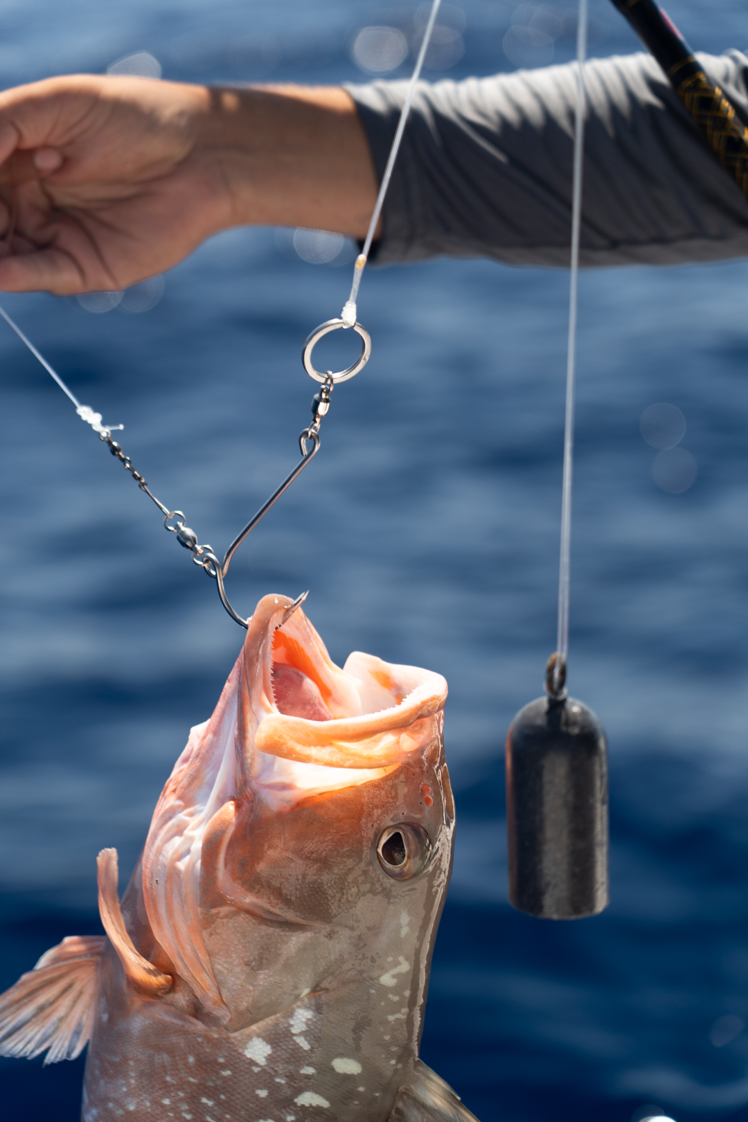 Fish Saver Pro Photo of a fish on a Fish Saver Pro inverted Hook descending device.