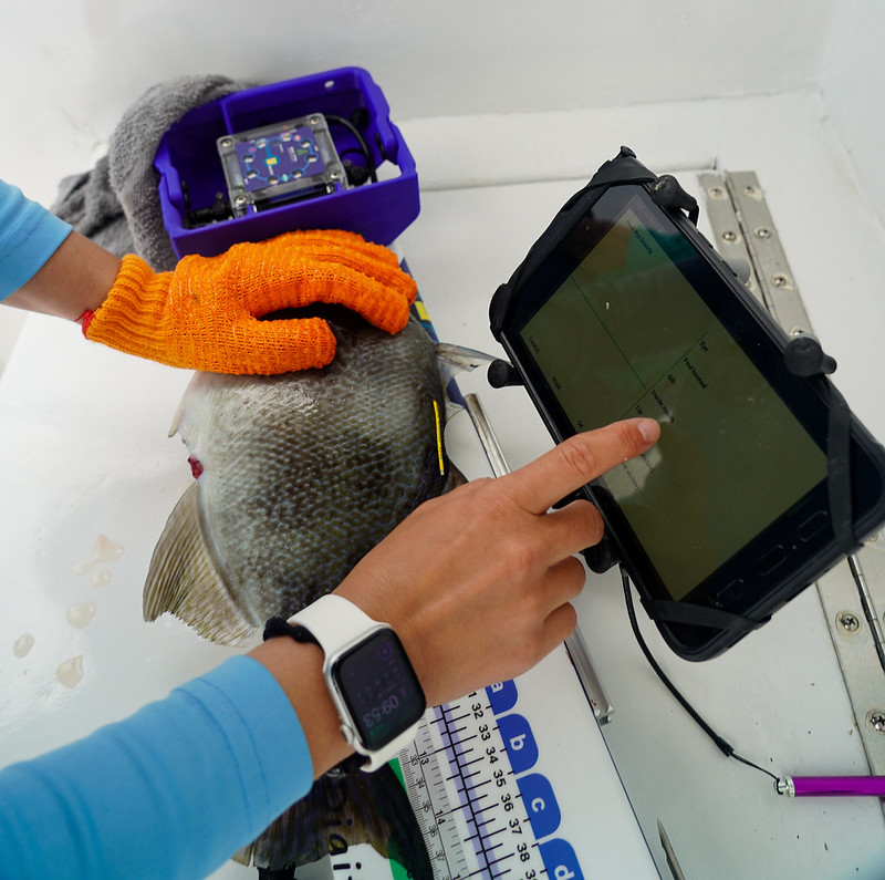 An image of a researcher measuring a fish on a boat.