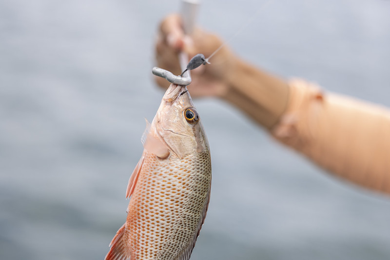 Photograph of an angler using a dehooking tool on a fish with a hook in its mouth.