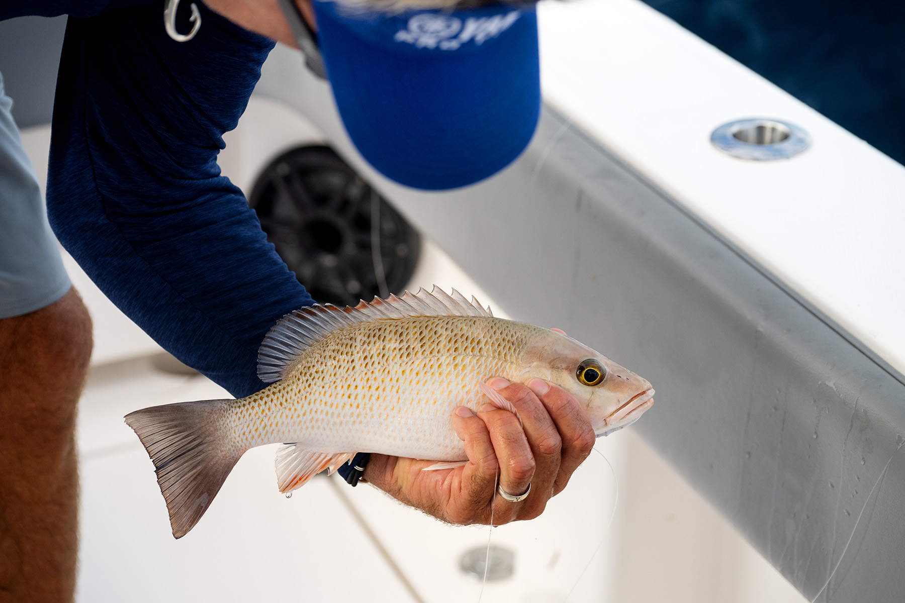 An angler holding a mangrove snapper.