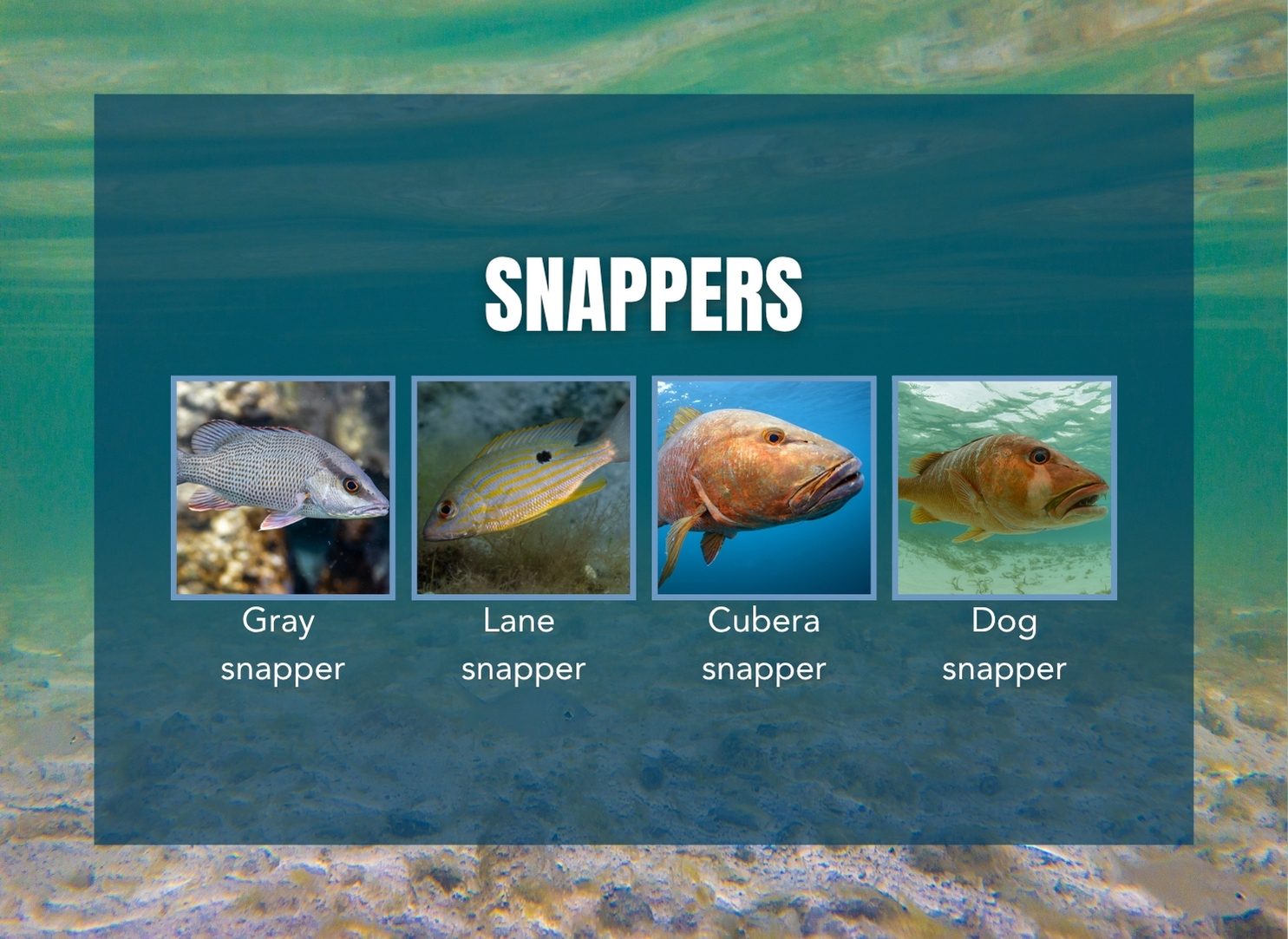 Graphic depicting various species of snapper that spend their early lives inshore.