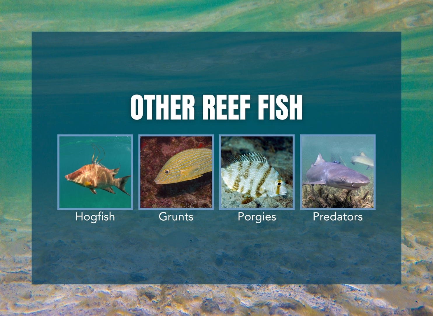 Graphic depicting various other species that spend their early lives inshore.